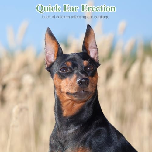 Image of POPETPOP 2 Sets Dog Ear Posting Kit - Doberman Ear Stand Up Tool with Tape | Dog Ear Stand Up Support Tool for Doberman Pinscher Medium Large Dog Ears Sticker Up