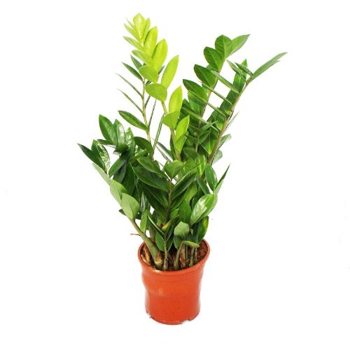 Exotenherz - Zamioculcas zamiifolia - Zamio Palme - Zamio Farn 14cm Topf