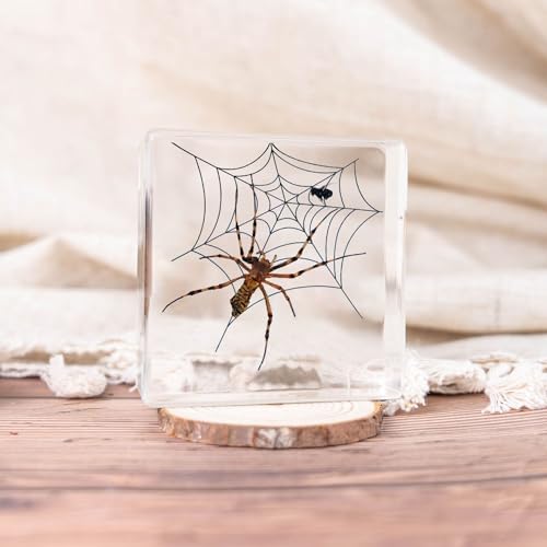Image of Taxidermy Spiders, 3pcs Real Insect Spider Specimens in Resin for Closer-Look & Study in Safe Healthy Manner, Educational Teaching, Home Office Desk Ornament Paperweight (M Size x3)
