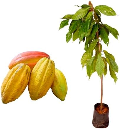 Genérico, Muda de Cacau 20 a 40cm AMK - Plantas Online