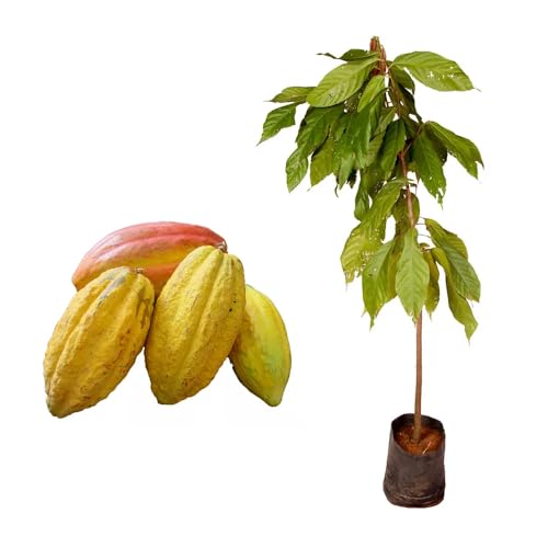 AMK Jardinagem e Paisagismo, Muda de Cacau 20 a 40cm AMK - Plantas Online