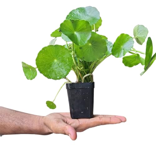 Chinese Money Plant/Lucky Air Purifying Hanging Plant for Office Desk, Balcony, Bedroom, Living Room & Gifting, Natural Indoor Decor