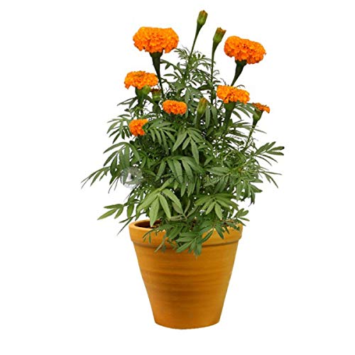 Plants Point Live Marigold/Genda Cream White Flower Plant with Pot (with Flower on The Plant) (B081P35C46) Amazon Price History, Amazon Price Tracker