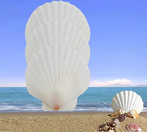 CROSSBODY 14 Pcs 4-5 inch Scallop Shells