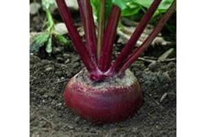 1200 Plant Friendly Detroit Dark Red Gardening Bulk Organic Beet Seeds