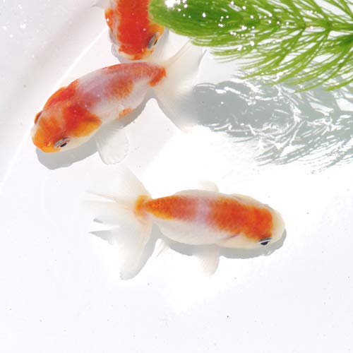 Amazon | (金魚)国産 桜錦（約7cm）（1匹） | ネオス | 観賞魚