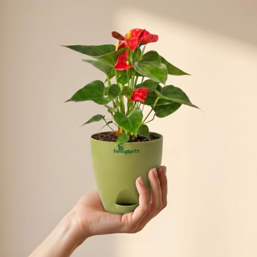 Image of Anthurium Flamingo Flower Red Anthurium Live Indoor Plant Exotic Statement Blooms for Home Decor in a 4-Inch Self-Watering Matte Green Pot