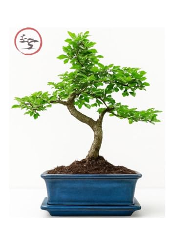 Bonsai Tree - Chinese Elm Bonsai Indoor/Outdoor Bonsai Tree S Trunk - Ceramic Pot with Matching Drip Tray - Home Office Gift. - Image 3