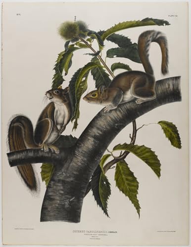 Affiche Écureuil gris de Caroline John Audubon Décoration Bureau Cabinet