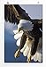 Produktbild Eau Zone Bilder - Tierbilder  Seeadler im Flug- Leinwand Kunstdrucke Wandbilder aus Deutschland