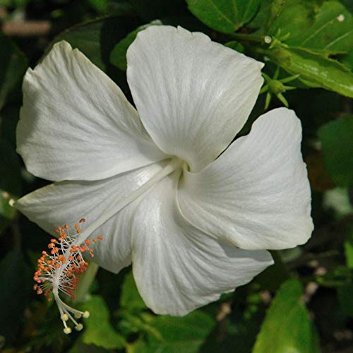 Mphmi Plants Hibiscus Plant White Desi - Flowering Plants Flower Garden Live Plant Nursery Indoor Outdoor Living Plants (B0952894SS) Amazon Price History, Amazon Price Tracker