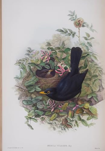 Pintura decorativa de lienzo de 60x90cm PMEFGJDPE con ave Merula para transformar su salón