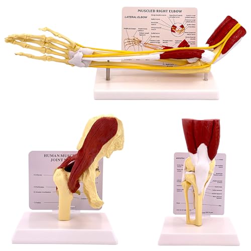 ZWDCVFGK Modelo De Nervio Adjunto Al Hueso De La Extremidad Superior Humana, Modelo De Ligamento Adjunto A La Articulación De La Cadera, Modelo De Músculo Adjunto A La Articulación De La Rodilla