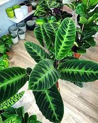 10 calathea Plant Seeds