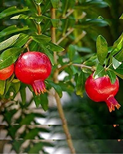 1 ANAR FRUIT PLANT HYBRID ORGANIC GRAFTING OUTDOOR GARDEN LIVE SWEET TREE
