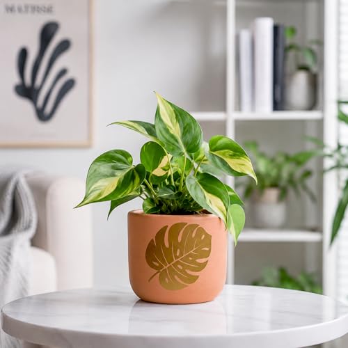Image of Urban Plant Monstera Muse Handcrafted Terracotta Planter | Monstera Leaf Design | Indoor Clay Pot for Living Room | Artisan Decorative Flower Pot | Drainage Hole | 4.5 Inch