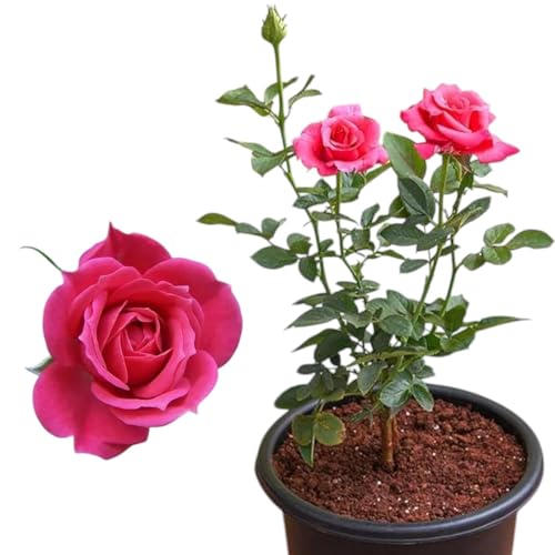 Image of Live Climbing Red Rose Plant with Plastic Pot | Fragrant Creeping & Trailing Flower for Home & Garden | Ornamental Vining & Rambling Rose Plant