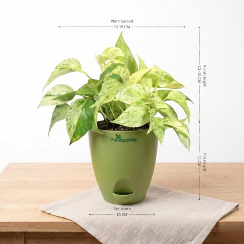 Image of Marble Money Plant, Lucky Bamboo, Jade Plant & Golden Money Plant Live Indoor 4-Plant Combo in 4-Inch Self-Watering Matte Green Pots | Vastu Prosperity, Feng Shui Lucky Plants for Wealth