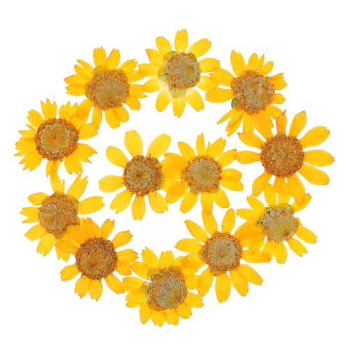 Flores secas margaritas prensadas 24 piezas para manualidades miniatura 1