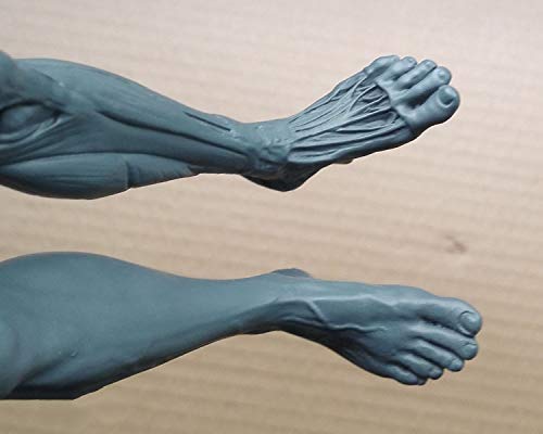 Modèle De Peinture De Figurine D'Anatomie Humaine De 30 Cm, Modèle D'Anatomie Musculo-Squelettique Humaine, Modèle D'Os Musculaire Humain pour Artistes Médicaux, Étude De Dessin