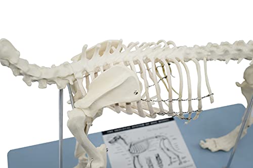 Image of EISCO Dog Skeletal System, Anatomical Model, 12 inch Tall - Medical Quality, Mounted to Base- Eisco Labs