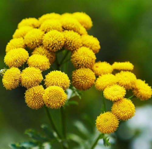 Aceite Esencial Blue Tansy Orgánico 5 mL miniatura 2