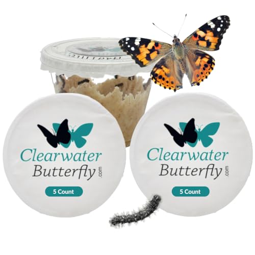 Clearwater Butterfly Painted Lady Butterflies - 10 Live Caterpillars to Butterflies - Caterpillars...