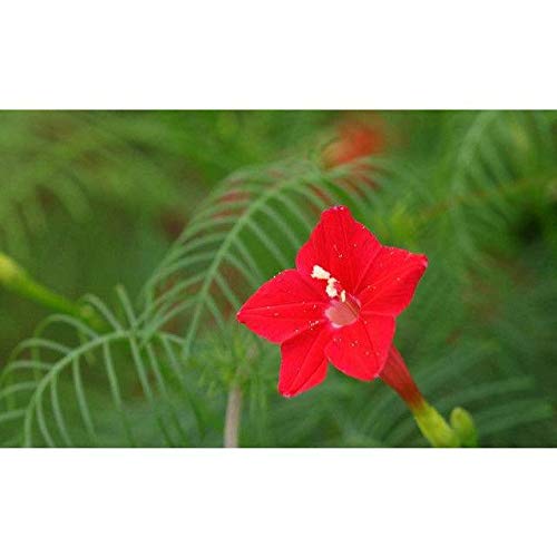 Cypress Vine Hummingbird Vine Seeds (20 Seed Pack)
