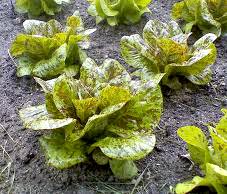 Freckles Speckled Troutback Lettuce Seeds