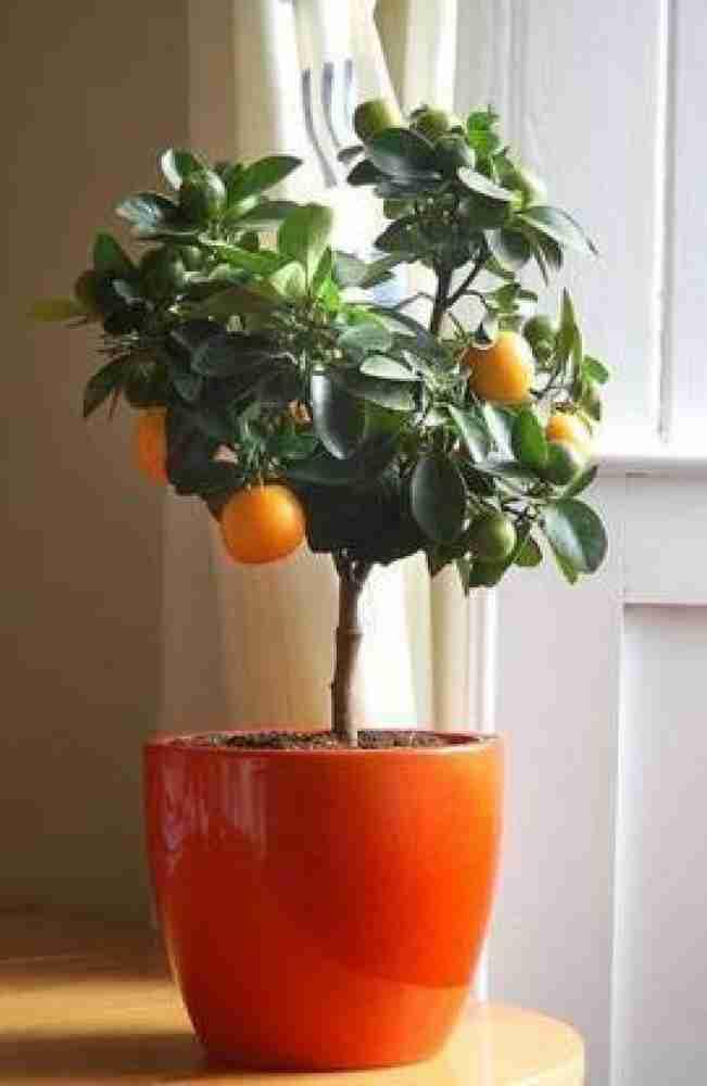 Grafted Original Sweet Orange Plant 2 feet Height Pack of 2 Live Orange Combo Pack | Fruiting in 1 Year | (B0DC5KH7BH) Amazon Price History, Amazon Price Tracker