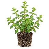 Mexican Small Leaf Oregano Live Starter Plant, 4-8 in, No Pot