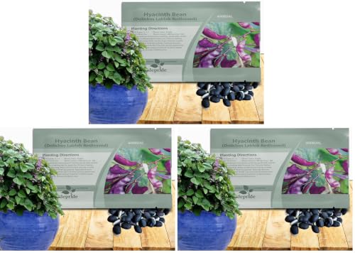 Image of Outsidepride Red Lablab Hyacinth Bean Vine Seeds - 200 Pcs Perennial, Fast Growing Vegetable Seeds for Planting with Fragrant Foliage for Garden & Edible Flower and Pods for Culinary Uses (Pack of 3)