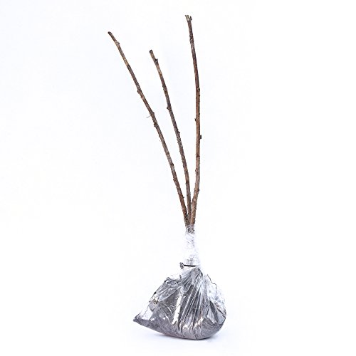 Raspberry Plant Summer Fruit Yield Tasty Sweet Berries Glen Ample, 6 x Bare Root Rubus Idaeous Canes by Thompson & Morgan