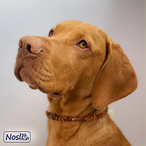 Nosli Bernsteinkette Halsband für Hunde und Katze • Hundehalsband Baltischer Bernstein • Bernstein Halsband • Länge: 20cm