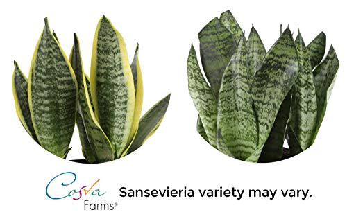 Costa-Farms-Snake-Sansevieria-White-Natural-Decor-Planter-Live-Indoor-Plant-12-Inch-Tall-Growers-Choice-Green-Yellow