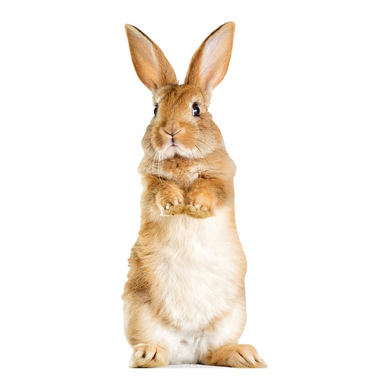 Rabbit - Life Size Cardboard Cutout Standup People with Support Standee | Animals -