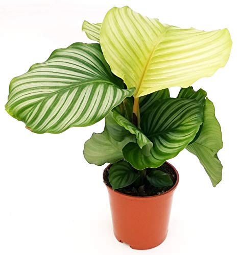 Calathea Orbifolia, Maranta, planta real Cover