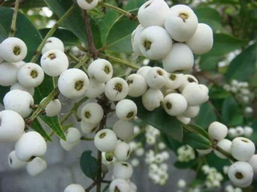 Hojas de Mostaza, semilla Gigante del Sur, Herencia, orgánico, no GMO, 500 Semillas