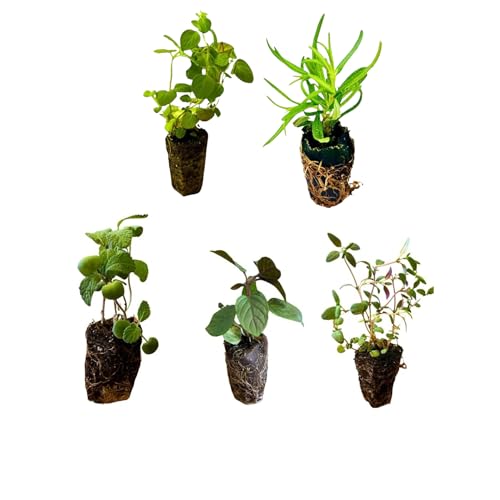 5 Live Herb Plants Seedling Plug Size –Thyme, Sage, Oregano, Peppermint & Rosemary | Ready-to-Plant Garden Starter Plugs (Not Potted)