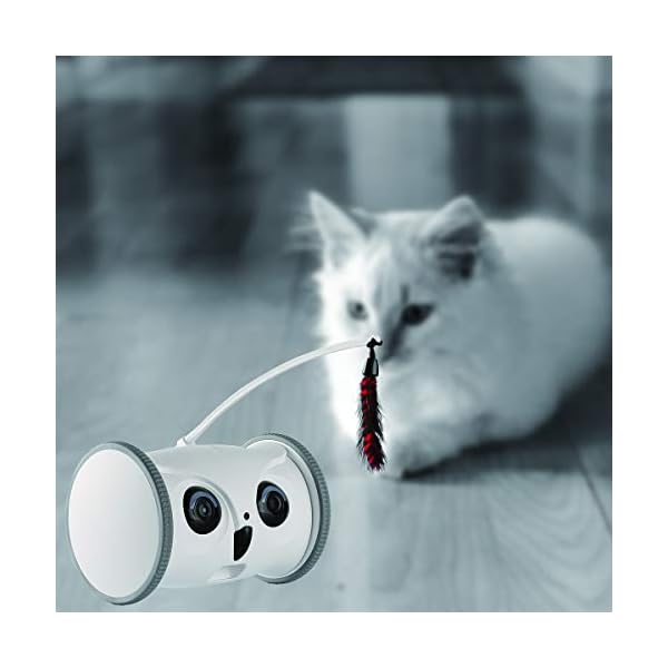 Interactive Toy for Dogs