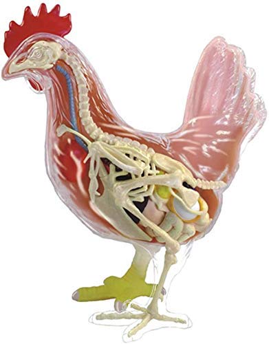 Anatomisches Tiermodell – Anatomisches Modell Huhn, abnehmbare 32 wissenschaftliche anatomische Tierteile – für medizinisches Ausbildungsmodell in der Tierbiologie