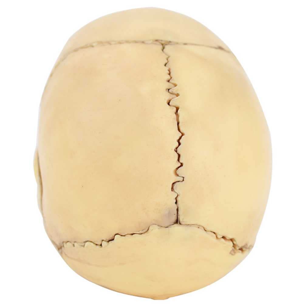 Modello anatomico in PVC con 15 parti staccabili, texture trasparente per uso didattico, studio anatomico, formazione medica, replica a grandezza naturale