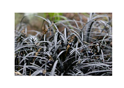 K-P73 Fresh Dark Leaves Snake Beard Decorative Grass Garden Plant