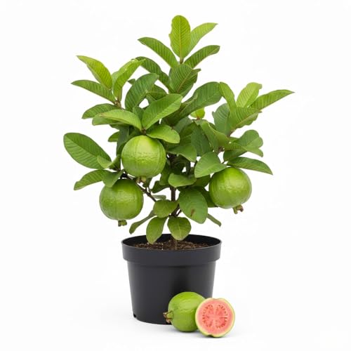 Red Guava Tree Live Plant image