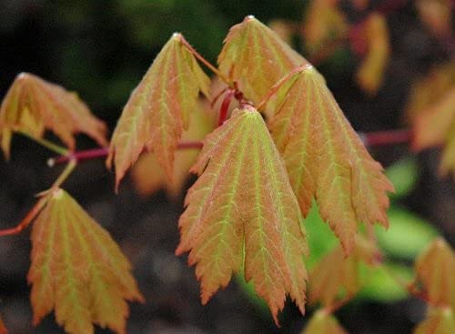 Amazon.com : Emmetts Pumpkin Japanese Maple 2 - Year Live Plant