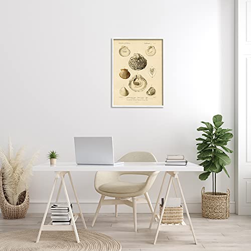 Image of 'Vintage Sea Shell Latin Study Marine Chart'| Framed Giclee Art | Stupell Industries | White, 24 x 30 Inches, Easy to Hang and Sturdy, Made in USA, by Lil' Rue