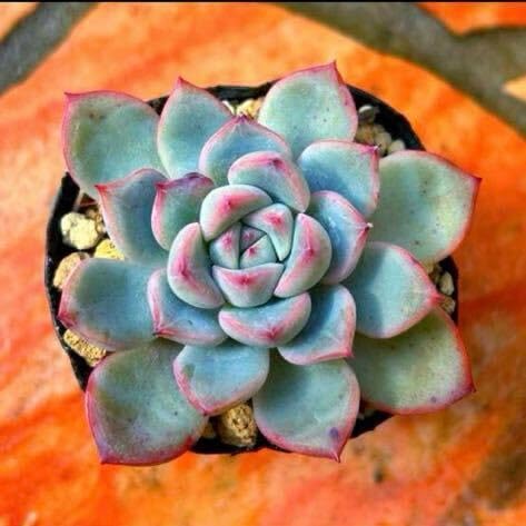 多肉植物 ロゼット型 花芽付き*6 Amazon.co.jp: 多肉植物 ミニュエット : ホーム＆キッチン