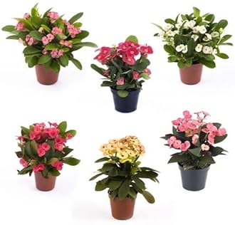 Garden Art PACK OF 1 (Grower's Choice) Flowering Outdoor Live Plant For Home and Garden Decor | Healthy Live Plant With Grower's Pot/Bag (Euphorbia Hybrid)