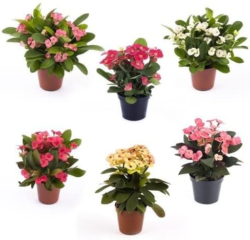 PACK OF 1 (Grower's Choice) Flowering Outdoor Live Plant For Home and Garden Decor | Healthy Live Plant With Grower's Pot/Bag (Euphorbia Hybrid)