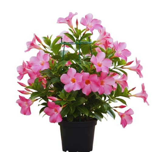 Pink Mandevilla Live Plants Vine, Set 2 Plants, Live Mandevilla Flower Plants Gardening, Mandevilla Vine Plant Growing